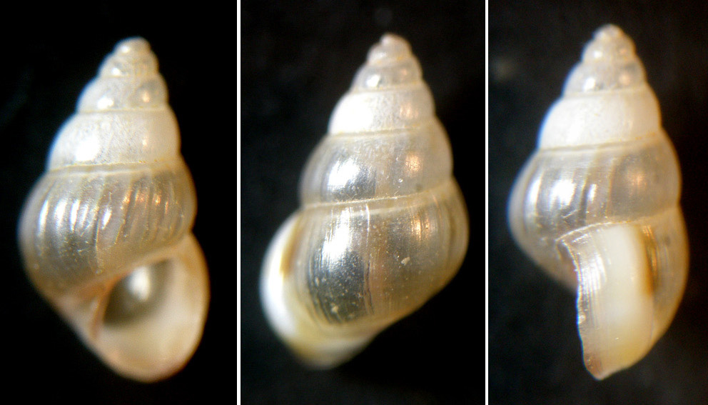 Pusillina marginata ?